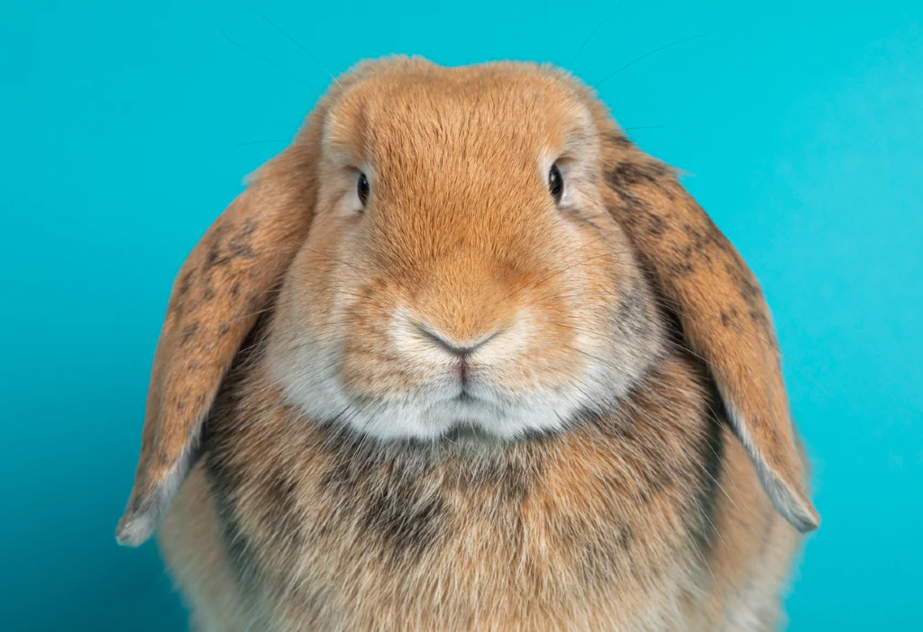 Best Rabbit breeds as Pets