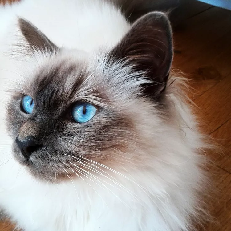 10 Most Popular Cat Breeds